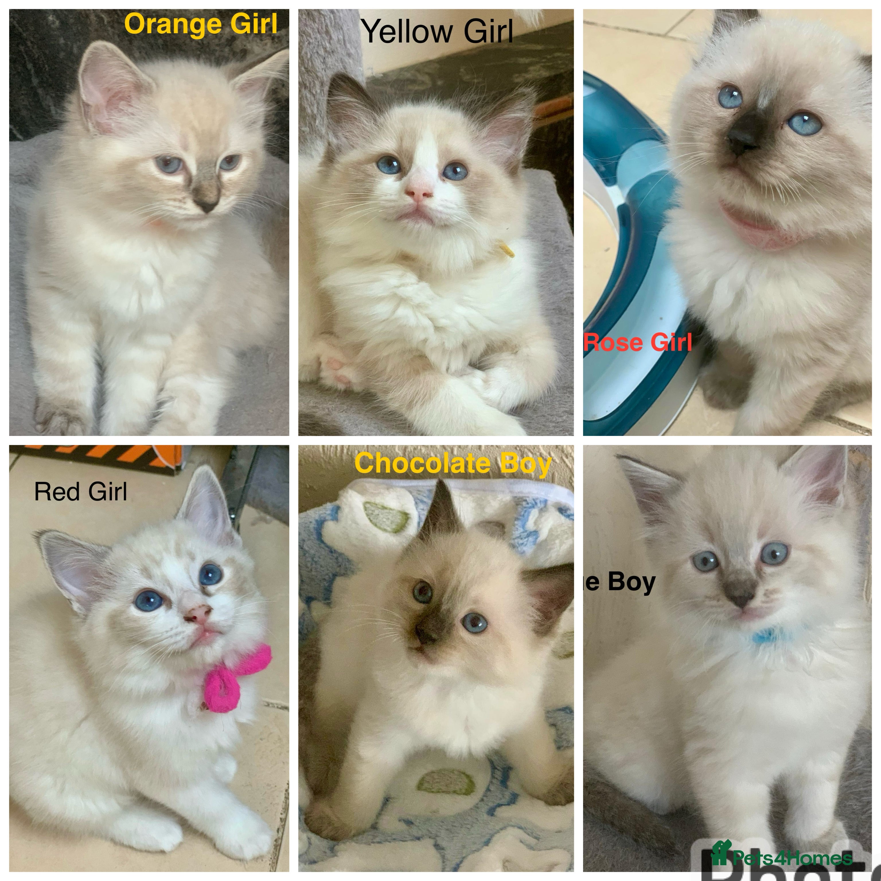 Ragdoll cats ❗️Charming Pure Ragdoll Kittens waiting love ❤️❗️ - Advert 6