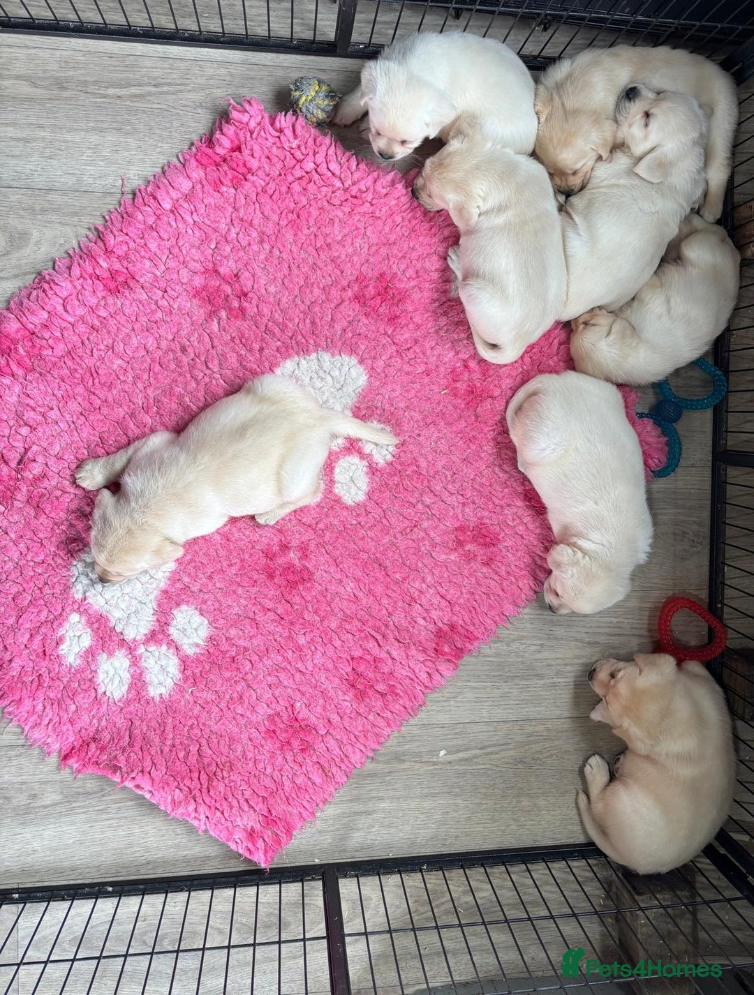 Labrador Retriever dogs for sale: Beautiful Labrador Puppies - Image 10