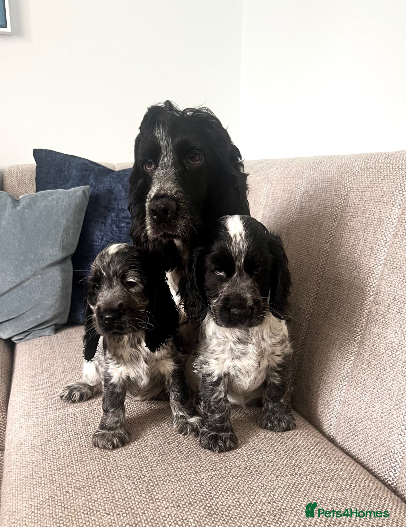 Cocker Spaniel dogs Cocker Spaniel Puppies  - Advert 2