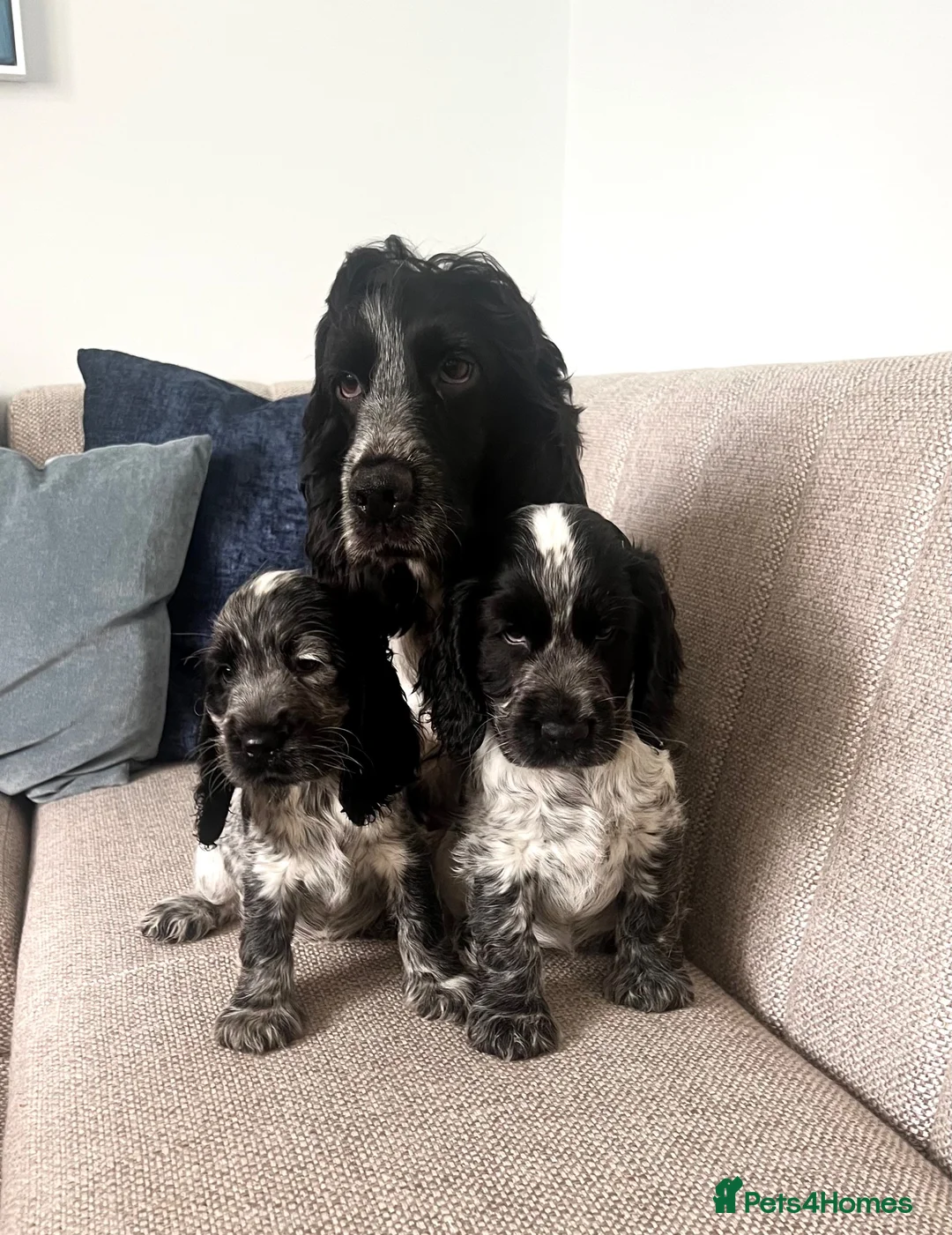 Cocker Spaniel dogs for sale: Cocker Spaniel Puppies  - Advert 2