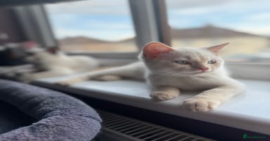 British Shorthair cats - Advert 11