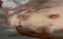 Rat rodents for sale: 2 x Gorgeous Very Friendly Male Fancy Rats - Advert 3