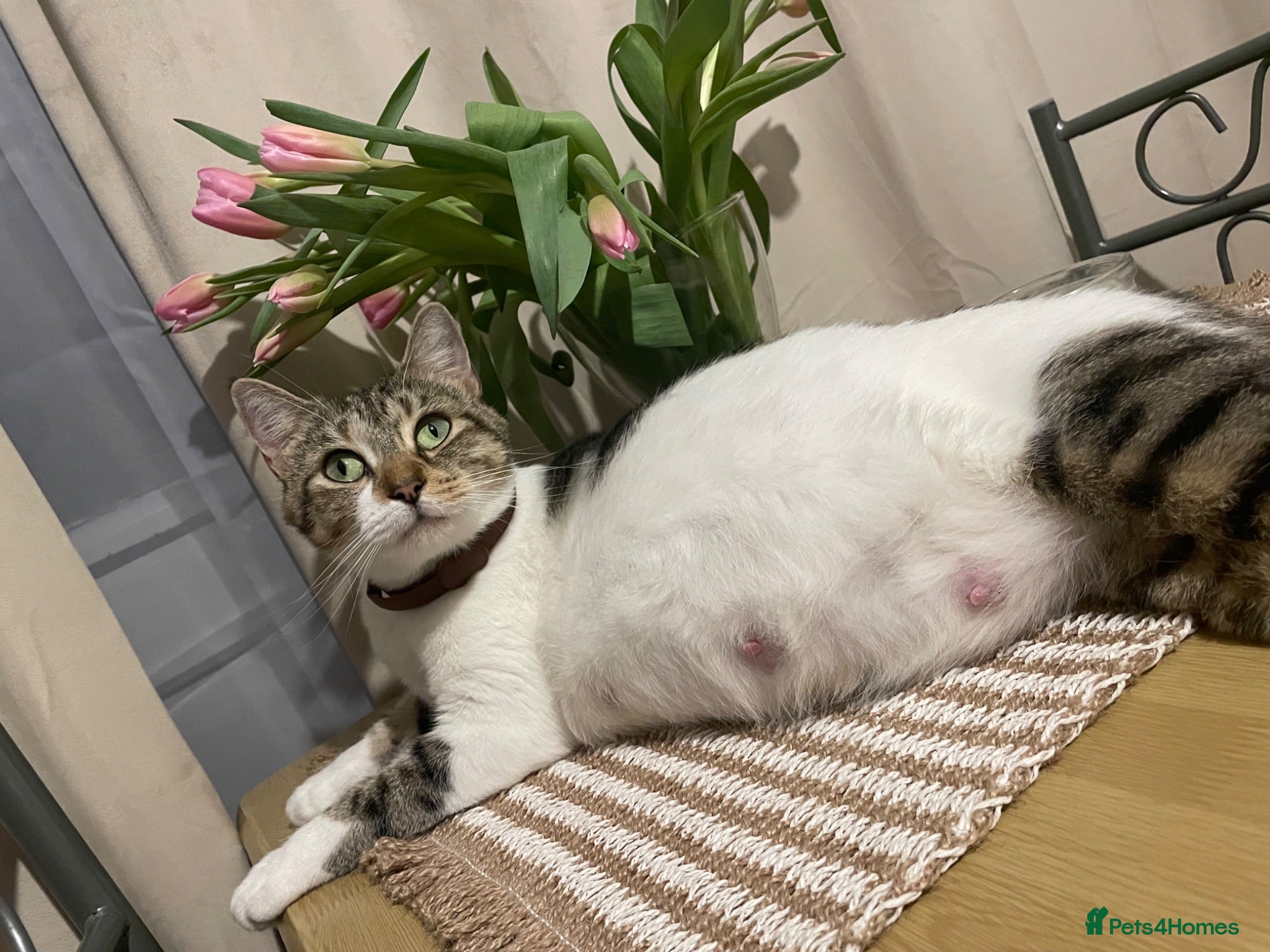 Mixed Breed cats 6 Adorable Kittens Ready for Their Forever Homes  - Advert 2