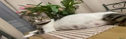 Mixed Breed cats for sale: 6 Adorable Kittens Ready for Their Forever Homes  - Advert 2