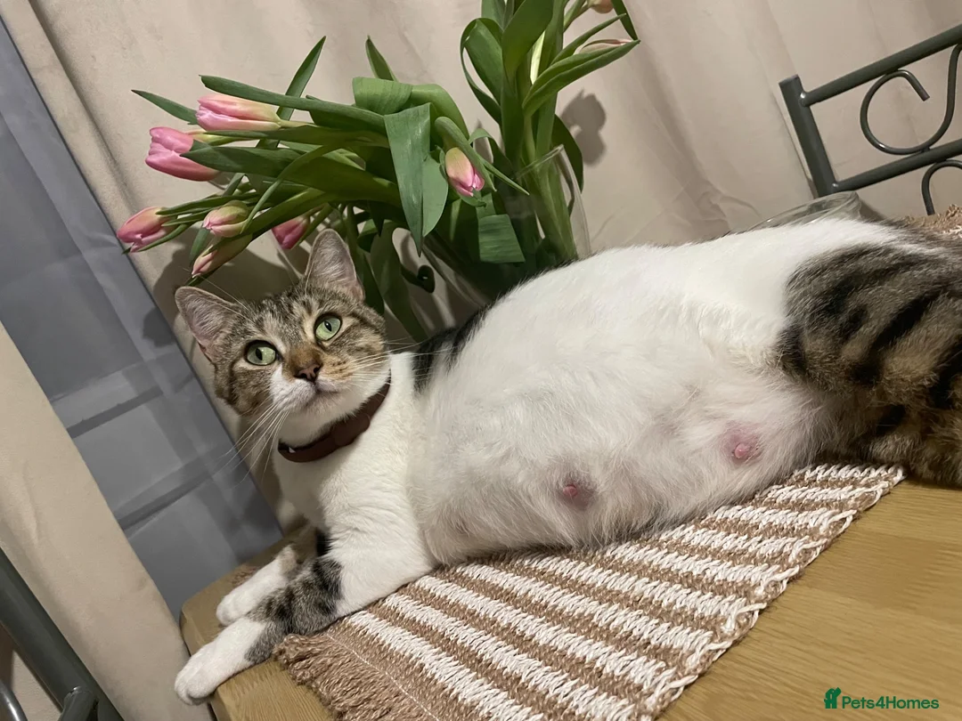 Mixed Breed cats for sale: 6 Adorable Kittens Ready for Their Forever Homes  - Advert 2