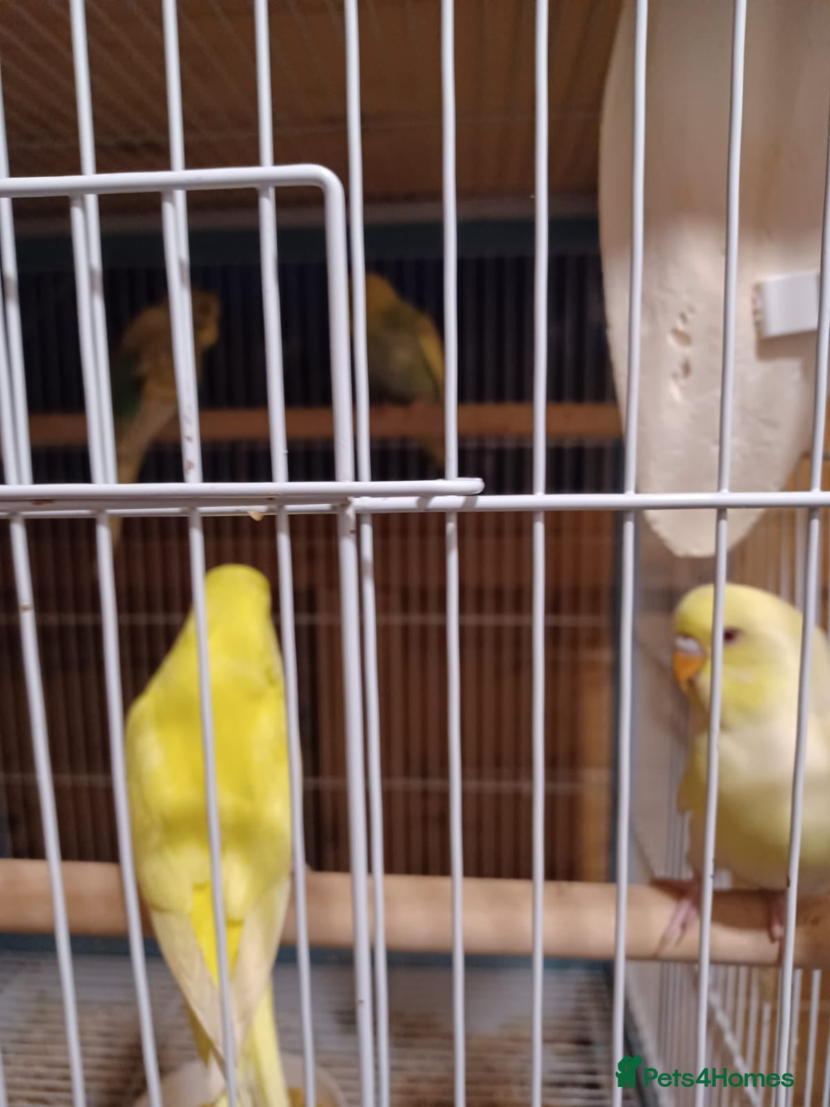 Budgerigars birds Baby Budgies - Advert 3