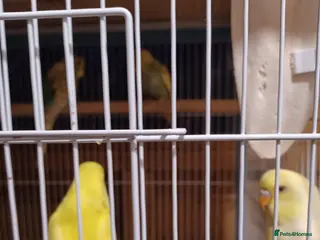 Budgerigars birds Baby Budgies - Advert 3