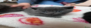 British Shorthair 4