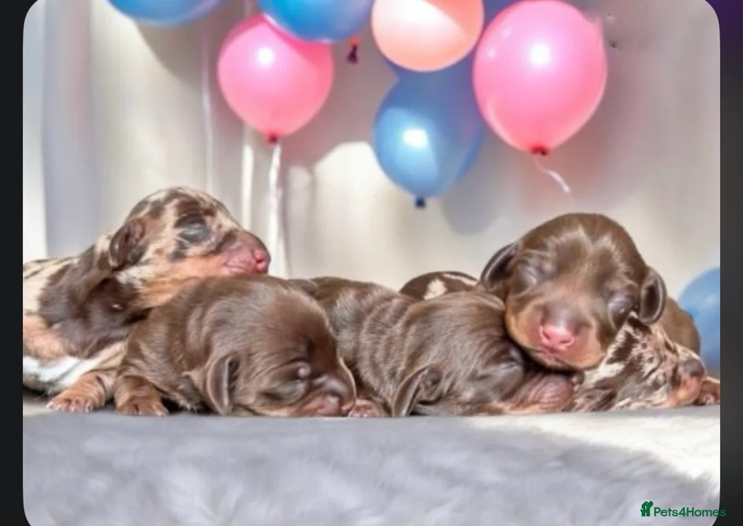 Miniature Dachshund dogs for stud: EXPERIENCED CHAMP 25 LINE MINI KC PRA CLEAR STUD in Manchester - Advert 3