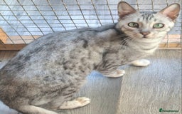 Bengal cats for sale: SBT Tica Female Silver Bengal Nova - Advert 4