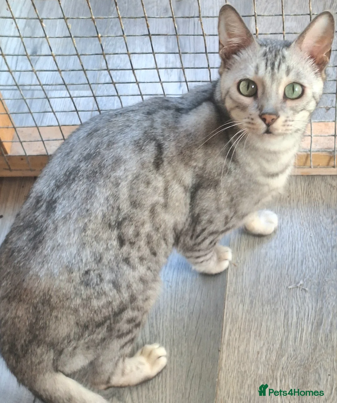 Bengal cats for sale: SOLD! PURE SBT Tica Silver Bengal Nova female - Advert 4