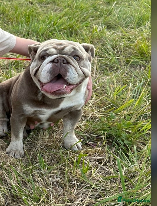 English Bulldog dogs Miniature British bulldog  - Advert 1