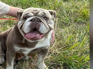 English Bulldog dogs Miniature British bulldog - Advert 2