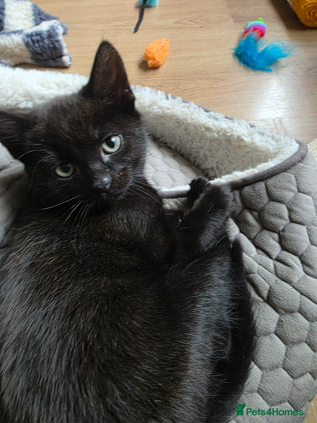 Mixed Breed cats for sale: Kittens for sale! - Advert 17