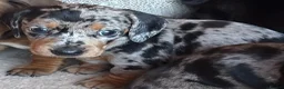 Miniature Dachshund dogs for sale: Miniature dachshunds - Advert 2