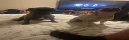 Frug dogs for sale: Female and male frug - Advert 3