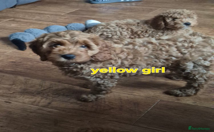 Cavapoo dogs in Ilkeston - Advert 15