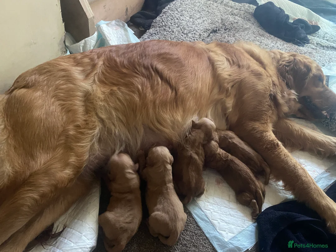Golden Retriever dogs for sale: KC Registered Golden Retriever Puppies - Advert 4