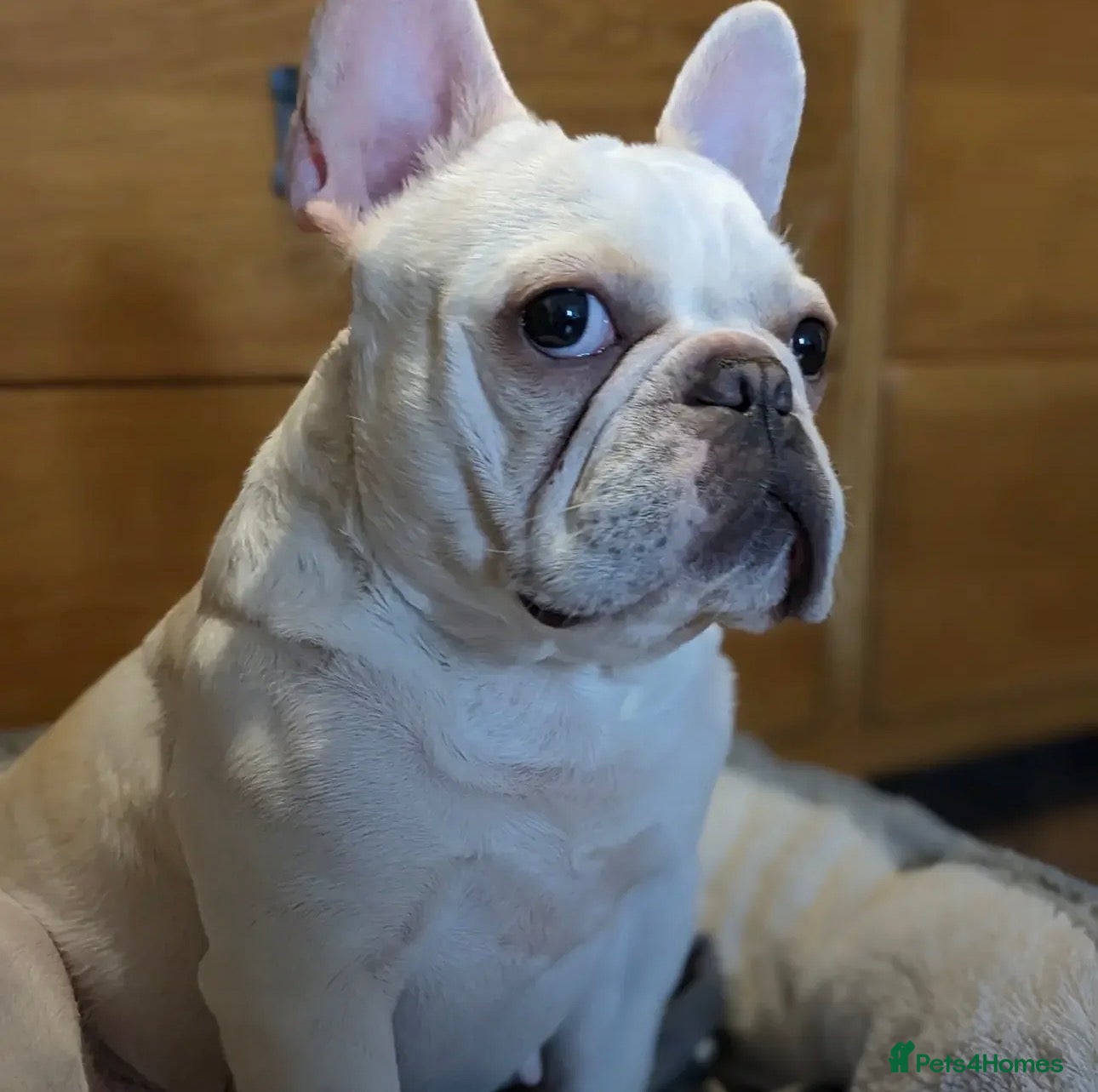 French Bulldog dogs £550, Platinum Cream Fawn Female - Advert 12