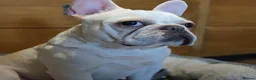 French Bulldog dogs for sale: £350, Platinum Cream Fawn Female - Advert 1