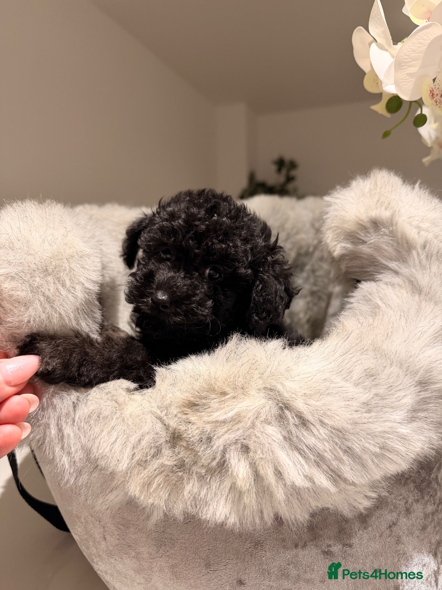 Toy Poodle dogs 💕 TINY TOY POODLE x ASIAN POODLE PUPPIES  💕 - Advert 1