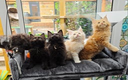 Maine Coon cats for sale: Black smoke pedigree Maine Coon in Kettering - Image 13