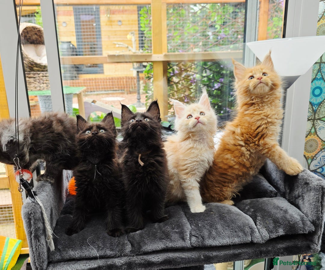 Maine Coon cats for sale: Black smoke pedigree Maine Coon in Kettering - Image 13