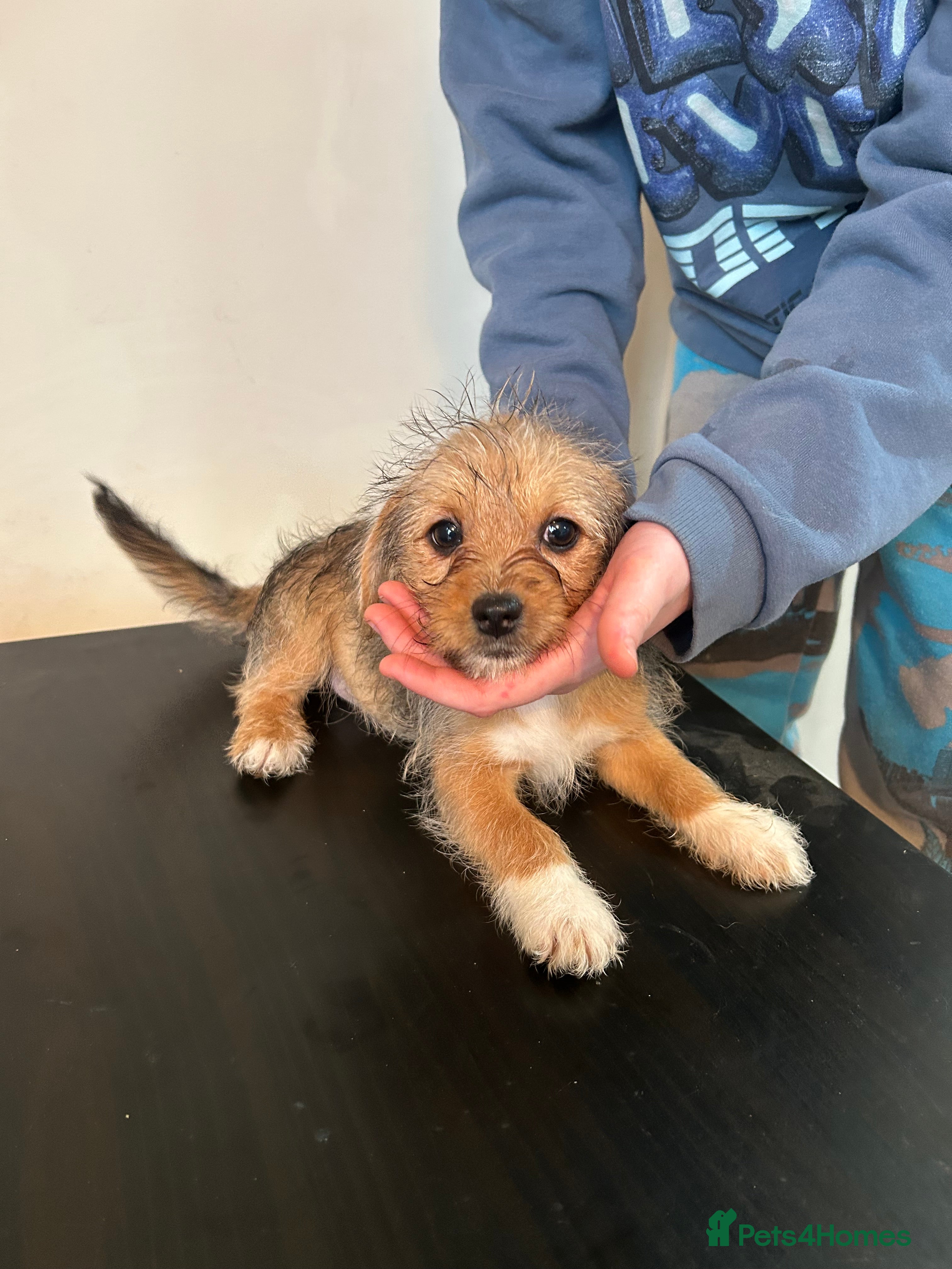 Mixed Breed dogs Jack russel cross Shih Tzu playful puppies  - Advert 1