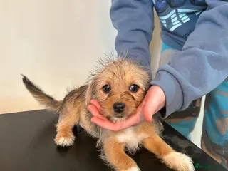 Mixed Breed dogs Jack russel cross Shih Tzu playful puppies - Advert 1