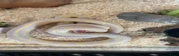 King Snake reptiles for sale: Albino California king snake  in Matlock - Advert 2