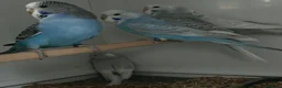 Budgerigars birds for sale: Budgie for sale - Advert 5