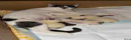 Mixed Breed cats for sale: Beautiful Kittens  - Advert 14