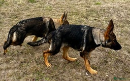 German Shepherd dogs for sale: Awesome Male Kennel Club Reg’d GSD Pup in Sturminster Newton - Image 28