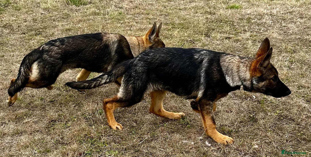 German Shepherd dogs for sale: Awesome Male Kennel Club Reg’d GSD Pup in Sturminster Newton - Image 28