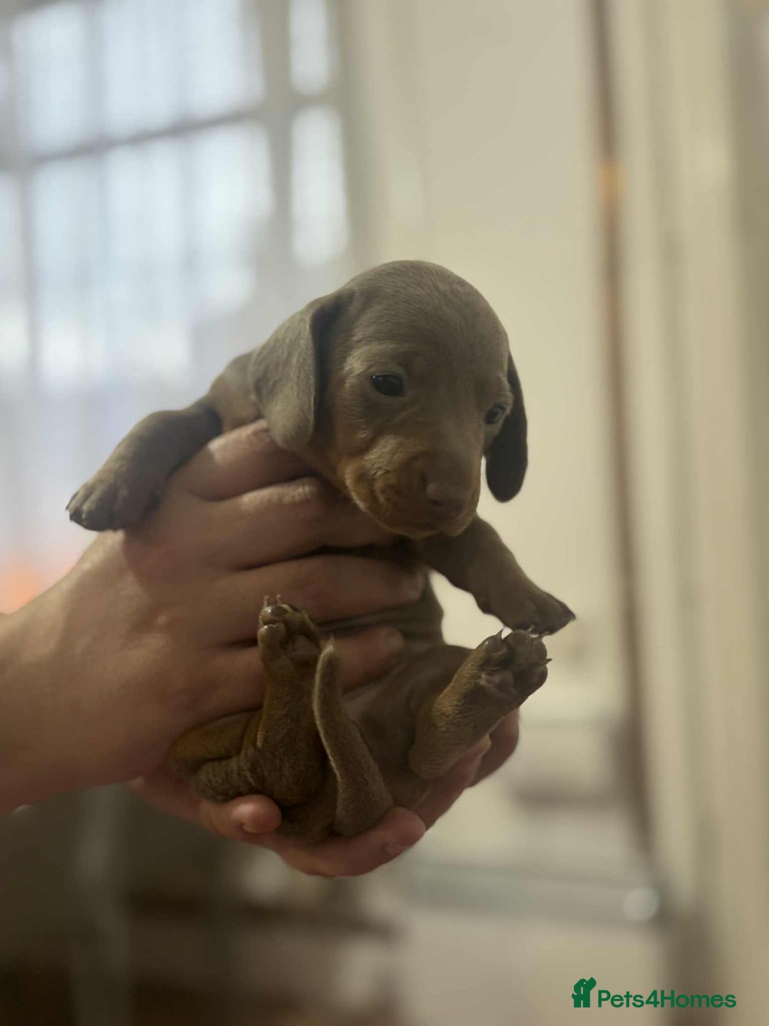 Miniature Dachshund dogs for sale: 6 Beautifull mini dachshunds - Advert 9