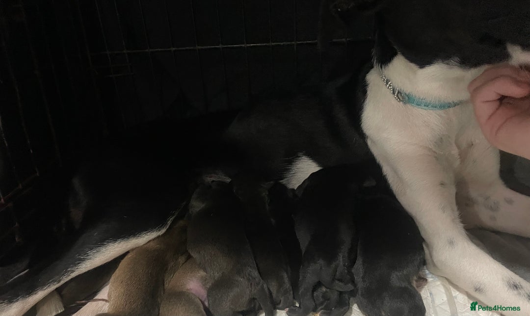 Mixed Breed dogs for sale: Bodeguero Andaluz x French Bulldog Puppies  - Advert 7