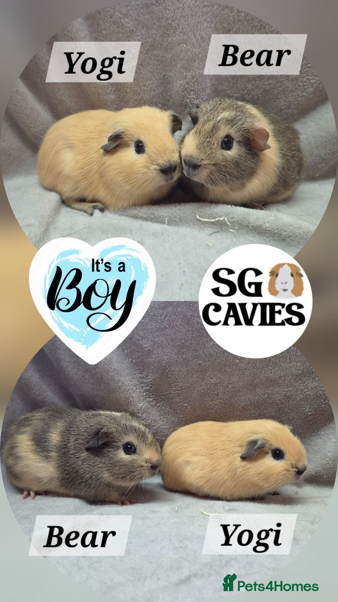 Guinea Pig rodents Stunning baby guinea pigs for sale  - Advert 1