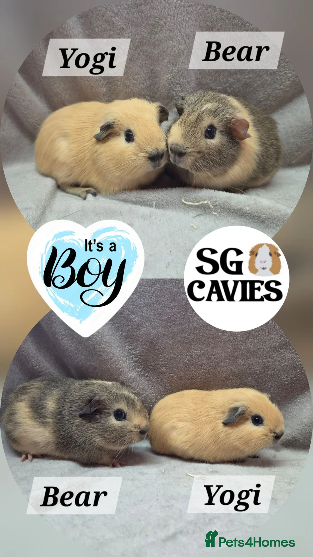 Guinea Pig rodents for sale: Stunning baby guinea pigs for sale  - Advert 1