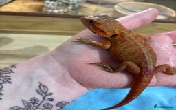 Bearded Dragon reptiles for sale: CB25 Bearded Dragon Babies  - Image 6