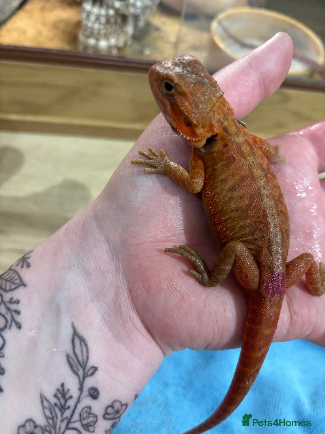 Bearded Dragon reptiles for sale: CB25 Bearded Dragon Babies  - Image 6