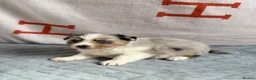 Australian Shepherd dogs for sale: Kc Australia shepherd puppies health test parents - Advert 20