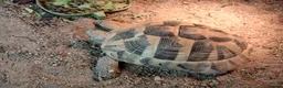 Hermann Tortoise reptiles for sale: Male Hermann Tortoise  - Advert 2