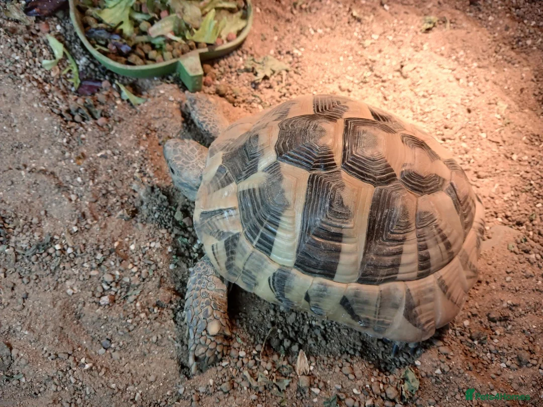 Hermann Tortoise reptiles for sale: Male Hermann Tortoise  - Advert 2
