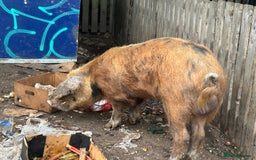 Pig livestock for sale: Tamsworth bore - Image 1