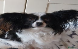 Papillon dogs for sale: 2 beautifulexamples of this beautiful breed - Advert 1