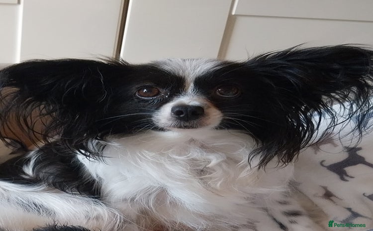 Papillon dogs 2 beautifulexamples of this beautiful breed - Advert 15