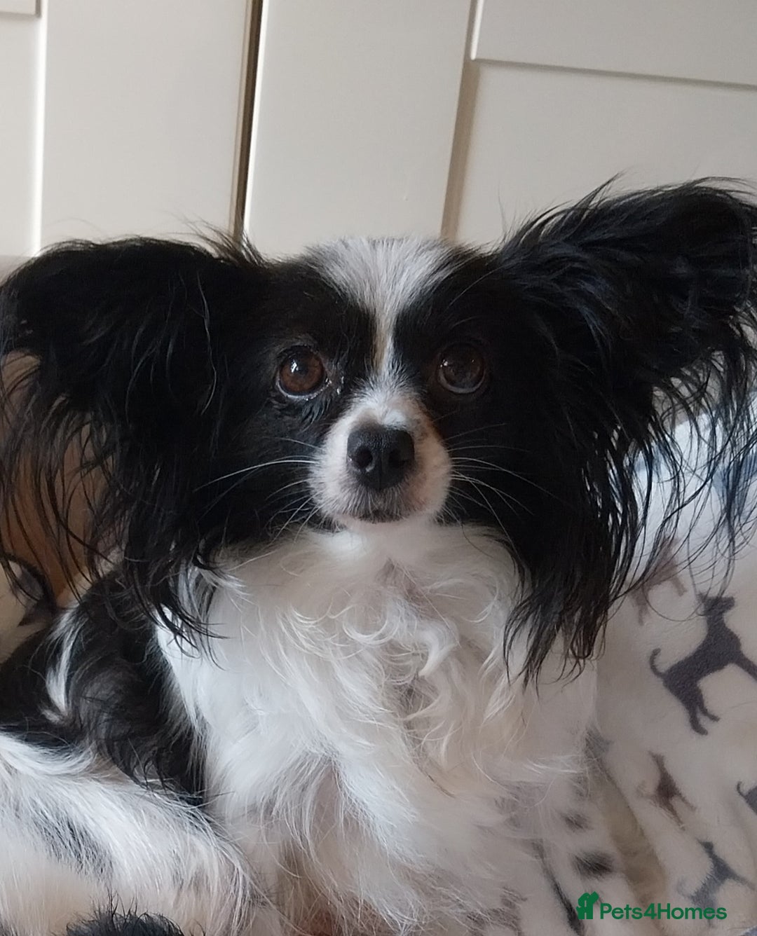 Papillon dogs for sale: 2 beautifulexamples of this beautiful breed - Advert 1