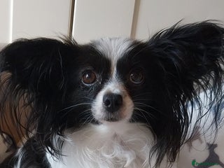 Papillon dogs 2 beautifulexamples of this beautiful breed - Advert 2