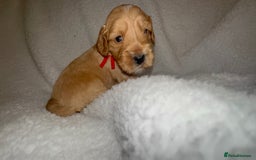 Cocker Spaniel dogs for sale: Show cocker spaniel pups ready 4th November  - Image 18