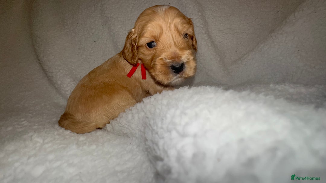 Cocker Spaniel dogs for sale: Show cocker spaniel pups ready 4th November  - Image 18
